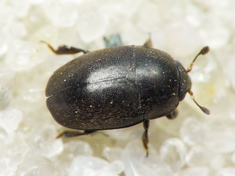 Nitidulidae Latreille, 1802